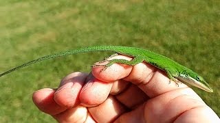 Friendly Green Anole Lizard [upl. by Courtnay]