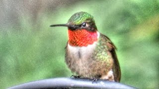 Ruby Throated Hummingbird [upl. by Ynor]