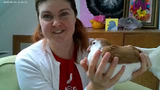 Pigeons as Pets Beginners Guide  Episode 6 Handling amp Behaviour [upl. by Akenot]