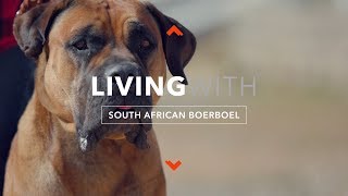 LIVING WITH SOUTH AFRICAN BOERBOEL [upl. by Iona]