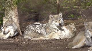 Adorable Wolves Engage in Aggressive Cuddling [upl. by Cicero]