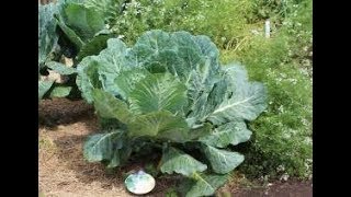 SIMPLE Solution to Control Cabbage Worms and other Pest [upl. by Andros271]