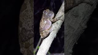 Gray tree frog call [upl. by Doehne]