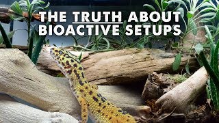 All About Bioactive Reptile Tanks  Lighting Clean Up Crew amp More [upl. by Imtiaz]