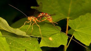 Megarhyssa macrurus  Giant Ichneumon Wasp [upl. by Haliled103]