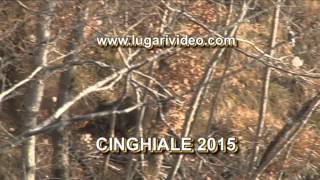 CINGHIALE 2015 [upl. by Burdelle]