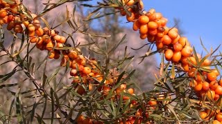 Découverte  largousier le plus énergique des petits fruits [upl. by Aisile388]