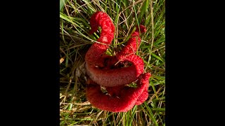 Bioelectrical sounds of the Octopus Stinkhorn Clathrus archeri [upl. by Web]