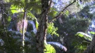 Waterfront Property on 40 Acres of Bush in Macmasters Beach Australia For Sale [upl. by Lalib]