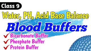 Blood Buffers  Bicarbonate buffer system  Phosphate buffer  Protein Buffers  Class 9 [upl. by Rendrag]