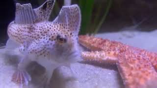 Critically Endangered Spotted Handfish [upl. by Louls281]