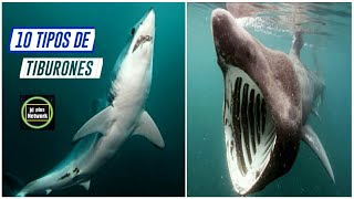 10 Tipos de Tiburones🌊🐚Especies de Tiburones🌊 [upl. by Felice]