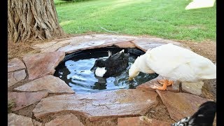 DIY Attractive EasyDrain Duck Pond [upl. by Orna]