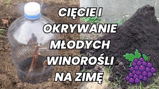 Cięcie i kopczykowanie młodych WINOROŚLI na ZIMĘ winogron виноград [upl. by Augusto780]