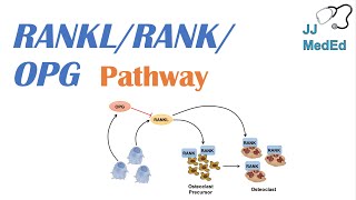 Introduction to RANKL  RANK  OPG Signaling Pathway [upl. by Traver673]