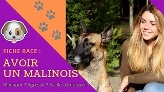 AVOIR UN MALINOIS  conseils UTILES et désillusions [upl. by Joell747]