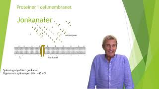 Cellmembranets proteiner [upl. by Markland]