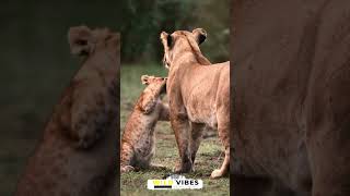 lioness playing with her cubs [upl. by Norward]