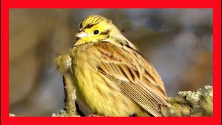 Yellowhammer Song Yellowhammer Call Yellowhammer Sound Yellowhammer Singing Yellowhammer Voice [upl. by Cassilda]