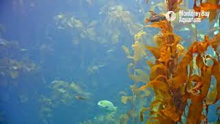 Kelp Cam and Carry On  Monterey Bay Aquarium Kelp Forest Live Cam [upl. by Marybella]