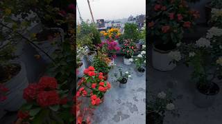 Terrace Gardening bougainvillea rose cactus flower  blooming rose  flowers rose garden [upl. by Geordie]