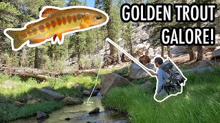 Catching Golden Trout in their Native Range—Golden Trout Wilderness Tenkara Fly Fishing [upl. by Erida]