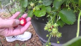 The Best and Fastest Way to Pick Strawberries [upl. by Ibbetson579]