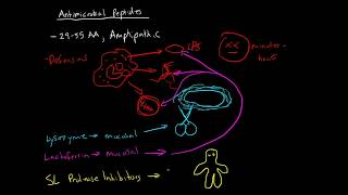 Immunology  Antimicrobial Peptides [upl. by Shifra113]