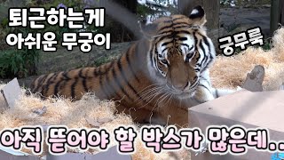 4K박스 뜯느라 바쁜데도 불구하고 오빠한테 매복도 해줬는데 패싱당한 무궁이  백두대간수목원  한국호랑이  호랑이숲 [upl. by Uke751]