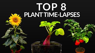 384 Days in 8 Minutes  TOP 8 Plant Growing Timelapses [upl. by Hussar]