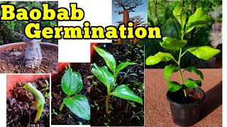 Baobab seed germination trick Adansonia digitata गोरखचिंच gardening video no 5 [upl. by Candida393]