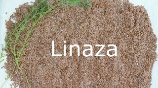 Beneficios de linaza para la salud cabello y piel [upl. by Arrim643]