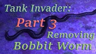 Bobbit Worm Removal Tank invader part 3 [upl. by Islehc]