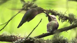 A Fledgling Annas Hummingbird Gets a Feeding [upl. by Noied]