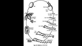 How to draw life cycle of bombyx Mori silkworm [upl. by Malik786]