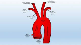 the Branches of Aorta [upl. by Rasla763]