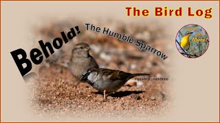 Behold The Humble House Sparrow [upl. by Market]