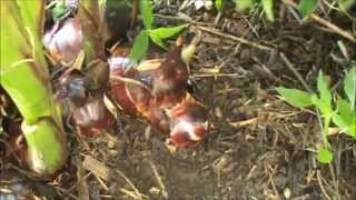 Harvest amp How to Cook Queensland Arrowroot  Canna Panfried [upl. by Harpole]