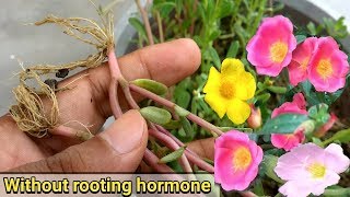 Easiest way to grow Purslane from cutting  Portulaca Oleracia [upl. by Kriste]