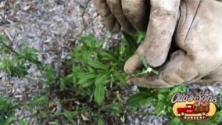 Milkweed Winter Pruning Save the Monarchs [upl. by Lahsiv]