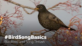 BirdSongBasics  Blackbird and Song Thrush [upl. by Funch]