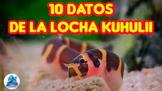 10 DATOS INTERESANTES SOBRE LA LOCHA KUHULII QUE NO CONOCÍAS [upl. by Bozovich]