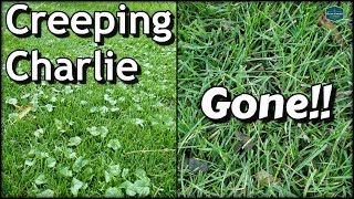 How To Get Rid of Creeping Charlie with RESULTS  DIY Lawn Care [upl. by Amimej]