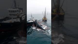 Giant Whale Captured by Fishing VesselWhaling OperationMarine EcologyWhale in Fishing Net [upl. by Casar]