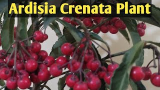 Beautiful Ornamental plant Ardisia CrenataChristmas berry plant Coral Ardisia [upl. by Eceer]