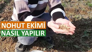 NOHUT NE ZAMAN EKİLİR  HOW TO PLANT CHICKPEAS [upl. by Mian476]