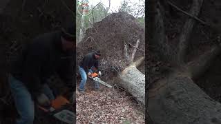 shorts super big tree stump sawed super fast [upl. by Aierdna250]