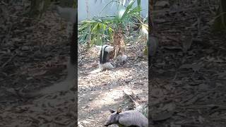 Armadillo vS hormiguero [upl. by Chasse639]