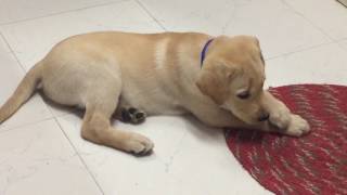 2 months old labrador puppy [upl. by Eenahpets]