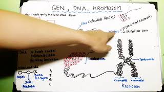 Gen DNA Kromosom  Materi Genetik [upl. by Eisiam]